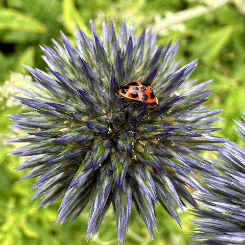 Photo of a Lady Bug on a Globe Thistle.
Globe Thistle turning blue and producing pollen. Visited by a typical Lady Bug, red with plenty of black dots.