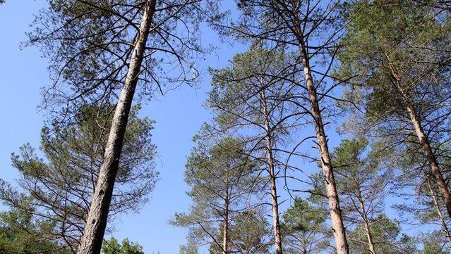 El fong afecta diverses espècies de pins i pot arribar a causar la mort de l'arbre (ACN/Laura Busquets)
