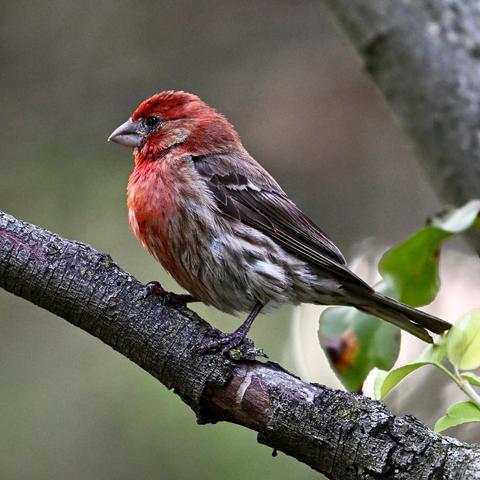 A house finch in profile while perched on a tree branch. The bird's head and breast are red. Its wings are brown with white barring. Its belly is white with dark brown streaks. The background is out of focus.