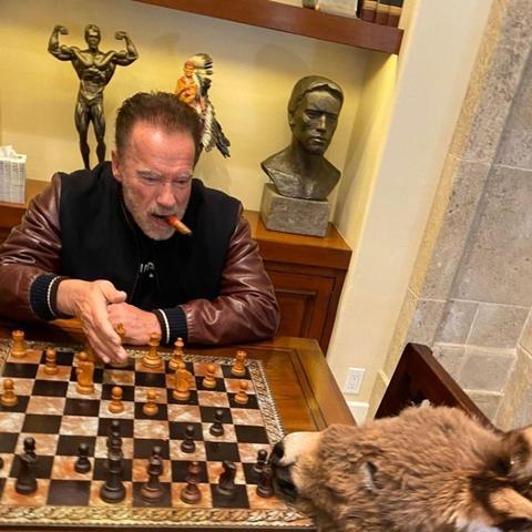 Arnold Schwarzenegger smokes a cigar and plays chess with a miniature donkey.