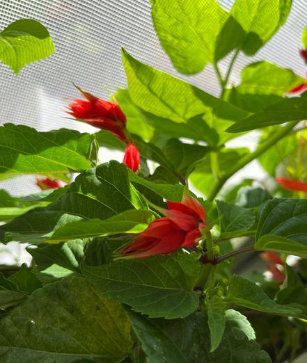 bright red Salvia Splendens flower buds surrounded by green leaves in dappled shade 