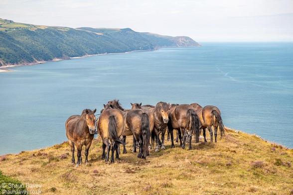 A tight group of about 10 Exmoor ponies huddled together on a hill top overlooking the sea and coast. 