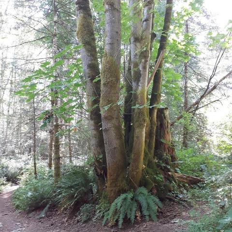 a multi-trunk stand of Big Leaf Maples at the edge of a forest path amidst smaller coniferous trees. The tree trunks are covered in moss and there are ferns at the base. 