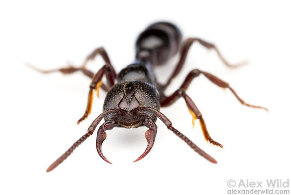 Photograph of a large shiny black ant on a pure white backdrop facing the camera with long, sharp, scythe-shaped mandibles.