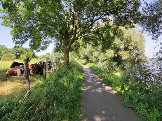 Ein Leinpfad. Rechts der Rhein. Links eine Weide mit Kühen, die dicht beieinander unter einem schattigen Baum liegen.
