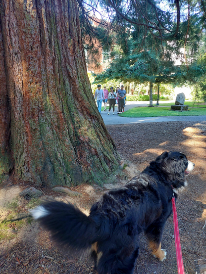 Side view of a 95 pound Bernese Mountain Dog next to the base of a giant sequoia, with some people on a sidewalk in the background