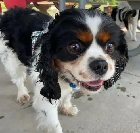 Close up of Trevor; the tricolor CKCS puppymill survivor; walking and looking past the camera while practicing his googly eyes.