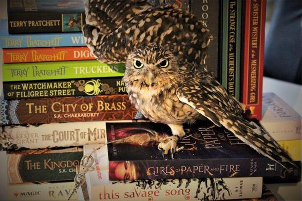 Owl  with wings spread on a stack of paperback books. They all seem to be fantasy.

Under the owl:

Girl of Paper of Fire by Natasha Ngan
This Savage Song by V.E. Schwab

Some of the titles behind the owl:

Terry Pratchett x4
The Watchmaker of Filigree Street (author name obscured by wing)
The City of Brass by S.A. Chakraborty
