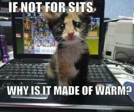 Kitten looking sad while sitting on a laptop

Text: If not for sits, why is it made of warm?