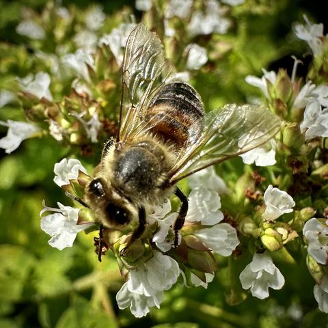 Photo of a Honey Bee on some flowers.
Regarding to Wikipedia:
The western honey bee or European honey bee is the most common of the 7–12 species of honey bees worldwide.