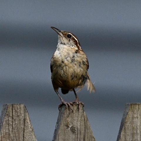 A Carolina wren perched atop a wood fence. The bird has a tan belly and breast. Its head, which is white on the throat and brown around the eyes, is turned up and cocked. The bird has white 