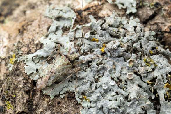 Photograph of a pale blue- gray flat lichen spread on wrinkled tree bark, with a barely discernible insect shape at lower left of the same color.