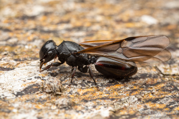 Photograph of a shiny black queen ant with smoky wings standing on tree bark, in close-up. The ant's surface is pock-marked with thousands of evenly-spaced depressions.