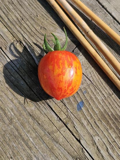 A red and orange stripey tomato on a weathered wooden bench, with green top, shadow to the left, and 3 canes across the top right of the picture