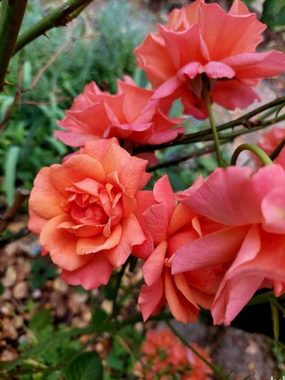 A cluster of orange/peach colored rose blooms with out of focus vegetation surrounding them