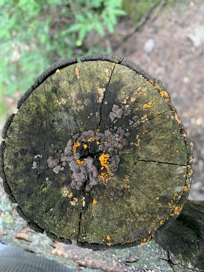 cross-section, the end of a wooden fence post, full-in in the process of weathering &
with grey-brown & bright orange mold growing on top of green. cracks in the wood transversal, thin layer of bark