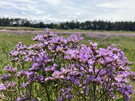 Close up of multiple clusters of small purple blooms in foreground, further blooms in the green of the marsh in the background. A stand of trees on the horizon. Blue sky and white clouds. 
