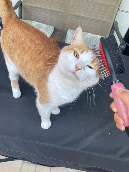 An orange and white tabby cat standing on a table on the patio squinting happily upward towards the camera as someone brushes his head. The someone, who you can only see as a disembodied hand holding a pet brush, is a cat sitter.