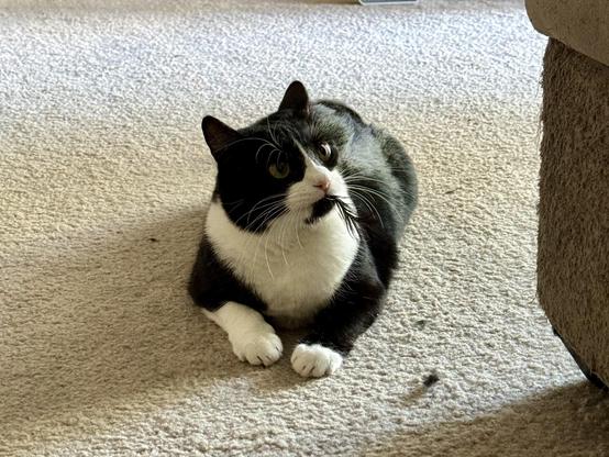 A tuxedo cat looks confused when she realizes she has a feather from a toy stuck in her mouth. 