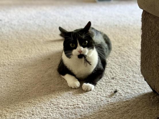 A tuxedo cat looks confused when she realizes she has a feather from a toy stuck in her mouth. 