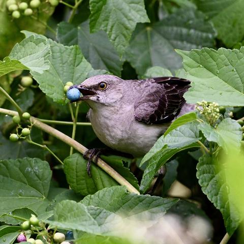 A Northern mockingbird perched on a vine. The bird, which has gray feathers and dark wings with gray barring, has a light blue grape in its mouth. The bird is surrounded by green leaves and light green, unripe grapes.