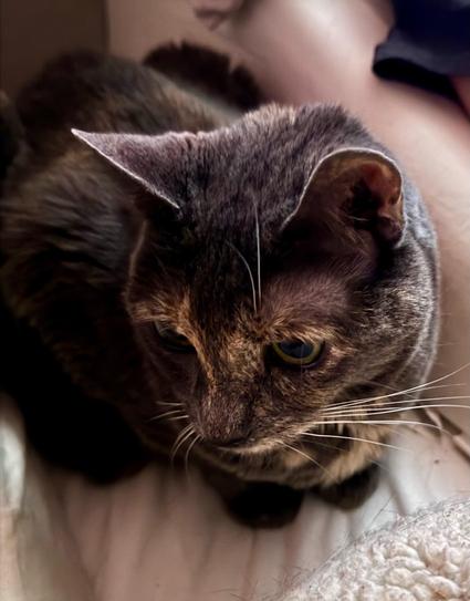 A muted tortoiseshell cat on a bed 