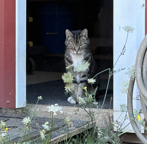 Cat clearing out of open barn door You gots somethin' against cats? Welp, we don't like Felons