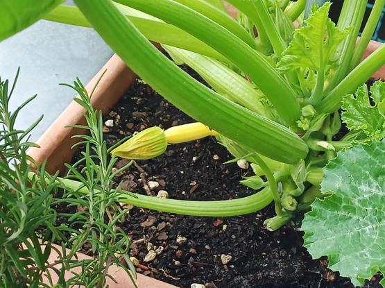 Eine junge Zucchinipflanze in einem braunen Pflanzkasten. Eine kleine, gelbe Zucchiniblüte ist an einem dicken, grünen Stängel sichtbar. Neben der Zucchini wächst ein Rosmarinstrauch mit schmalen, nadelartigen Blättern. Die Erde ist dunkel und teilweise mit kleinen Steinen bedeckt.