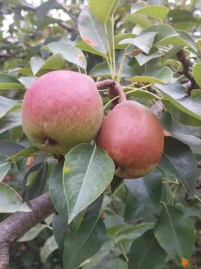 Fruits