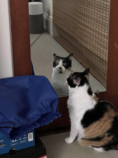 A calico cat stares at the viewer by looking at a mirror.