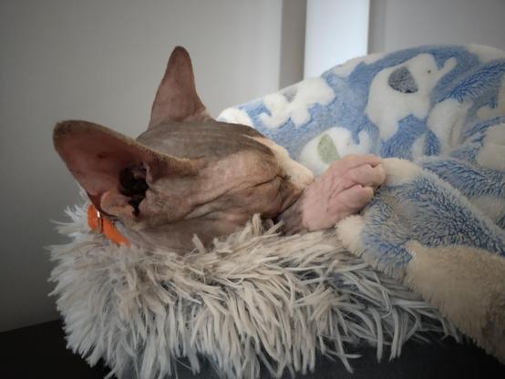 Sphinx kitten Frodo taking a nap in his bed under his blanket.