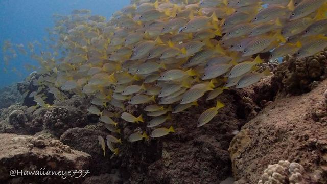 A school of yellow fish marked with horizontal white and blue lines.