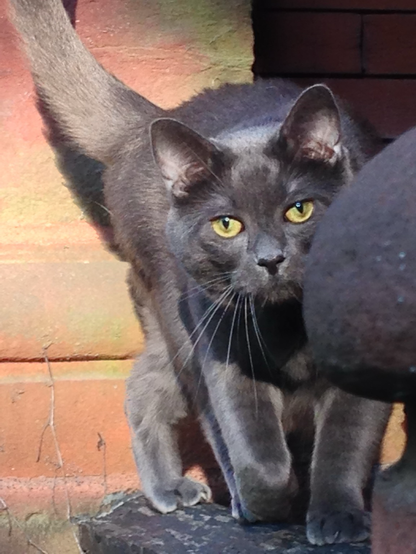 A dark gray cat with golden eyes walks on a railing coming toward the camera. 