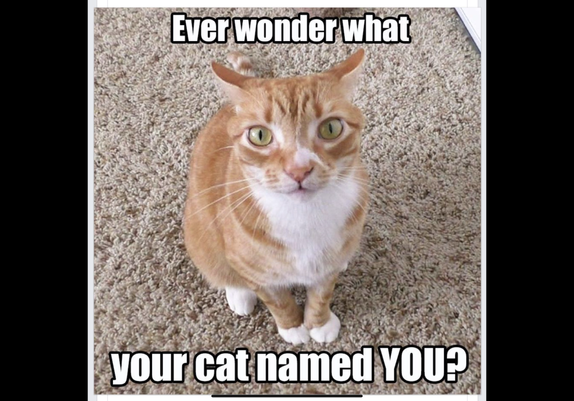 Cat: Ever wonder what your cat named you?