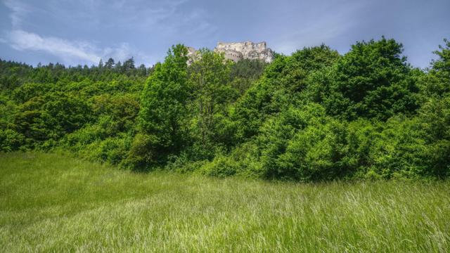 Photo of a castle ruin on a tree-covered hill taken from a grassy meadow at the foot of the hill. The sky is almost clear with few thin clouds.