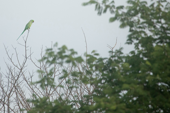 Rose-ringed Parakeet perched on a branch. 