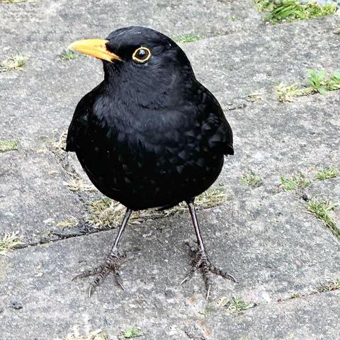 This is a Blackbird sitting on a walkway, head sideways, one eye to the camera, yellow beak, yellow border around the eye.
This is my friendly and demanding bird hoping for treats in the form of Sultanas