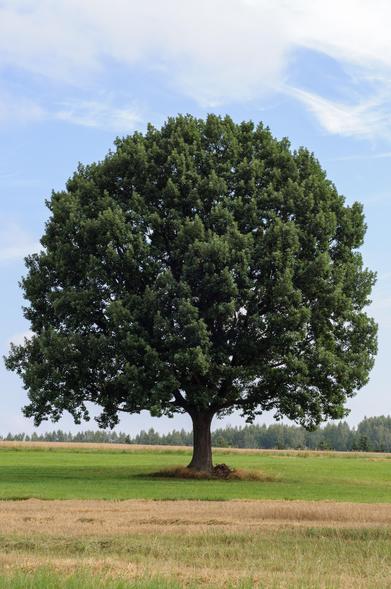 Ein einzeln stehender Baum auf einer Wiese. Weit ausladende Äste und üppiges Laub bilden eine kugelige Gestalt. Am Himmel sind Schleierwolken, es ist etwas dunstig.

