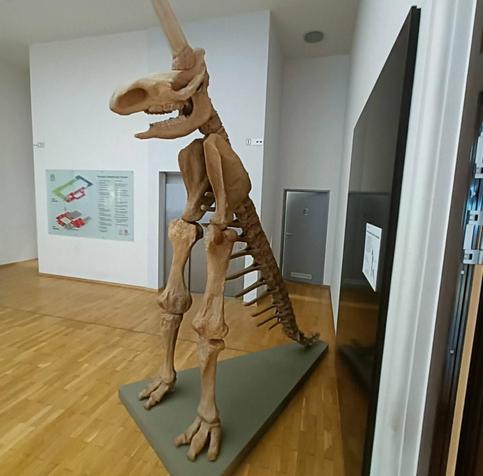 Das Foto zeigt ein Skelett was entfernt an einen T-Rex erinnert. Auf dem Kopf sitzt ein langes, gerades Horn