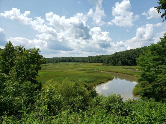 Sunny day over lush green wetland surrounded by trees  Some light puffy clouds in an otherwise blue sky.