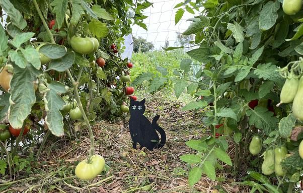 look through a lush green double row of tomato plants, full of green and red fruit, a black cat figure with marble eyes sitting in the middle on straw covered ground 
