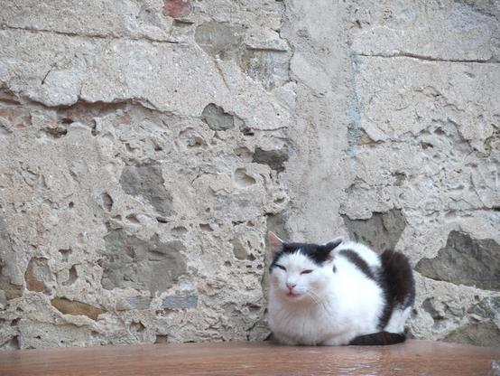 A black and white cat comfortably sleeping in the Italian sun. It stayed there for hours.