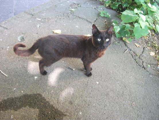 an adorable slender red/black/grayish (kinda  hard to define) cat. It tried to bite me. Super nice cat.
