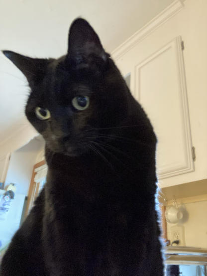 A big black cat is sitting on the kitchen counter. 