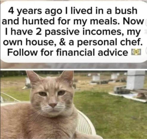 „4 years ago I lived in a bush
and hunted for my meals. Now
I have 2 passive incomes, my
own house, & a personal chef.
Follow for financial advice”

photo of a cat