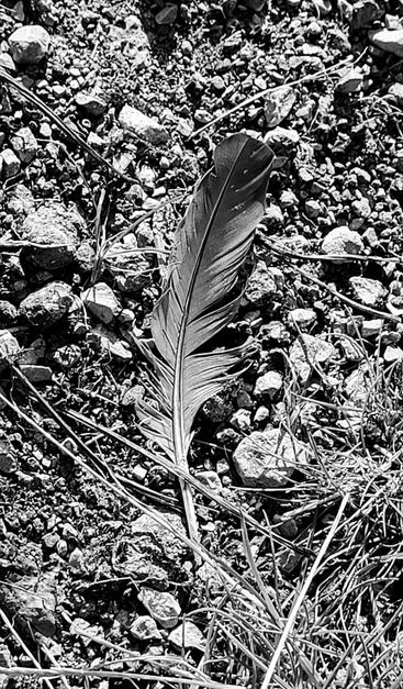 Black and white photo of a bird feather lying on stoney ground.