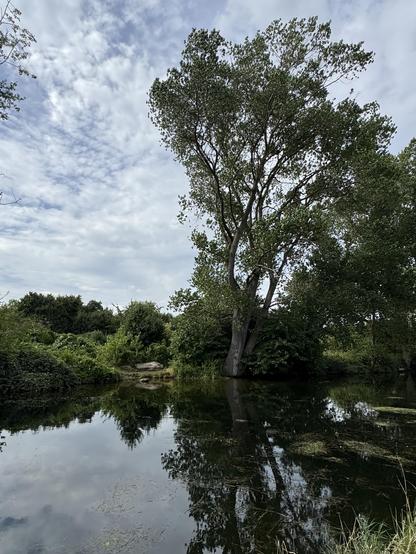 River Lea with a partly cloudy sky in the background. A big tree and a few other small trees and bushes seen with their reflections on the water.