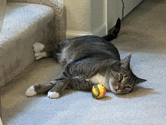 A black and grey striped cat with white feet lays on his side on a tan carpet, looking at the camera. He is next to a set of carpeted stairs and his hind feet are firmly braced against the vertical riser, while his front feet extend lazily on the floor. His tail is slightly curled, and a colorful toy ball rests near his head.