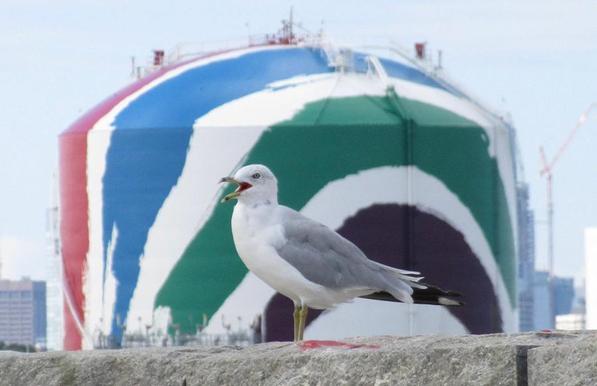Seagull in front of the striped Dorchester gas tank, by Lee Toma