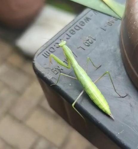 Eine grüne Gottesanbeterin 